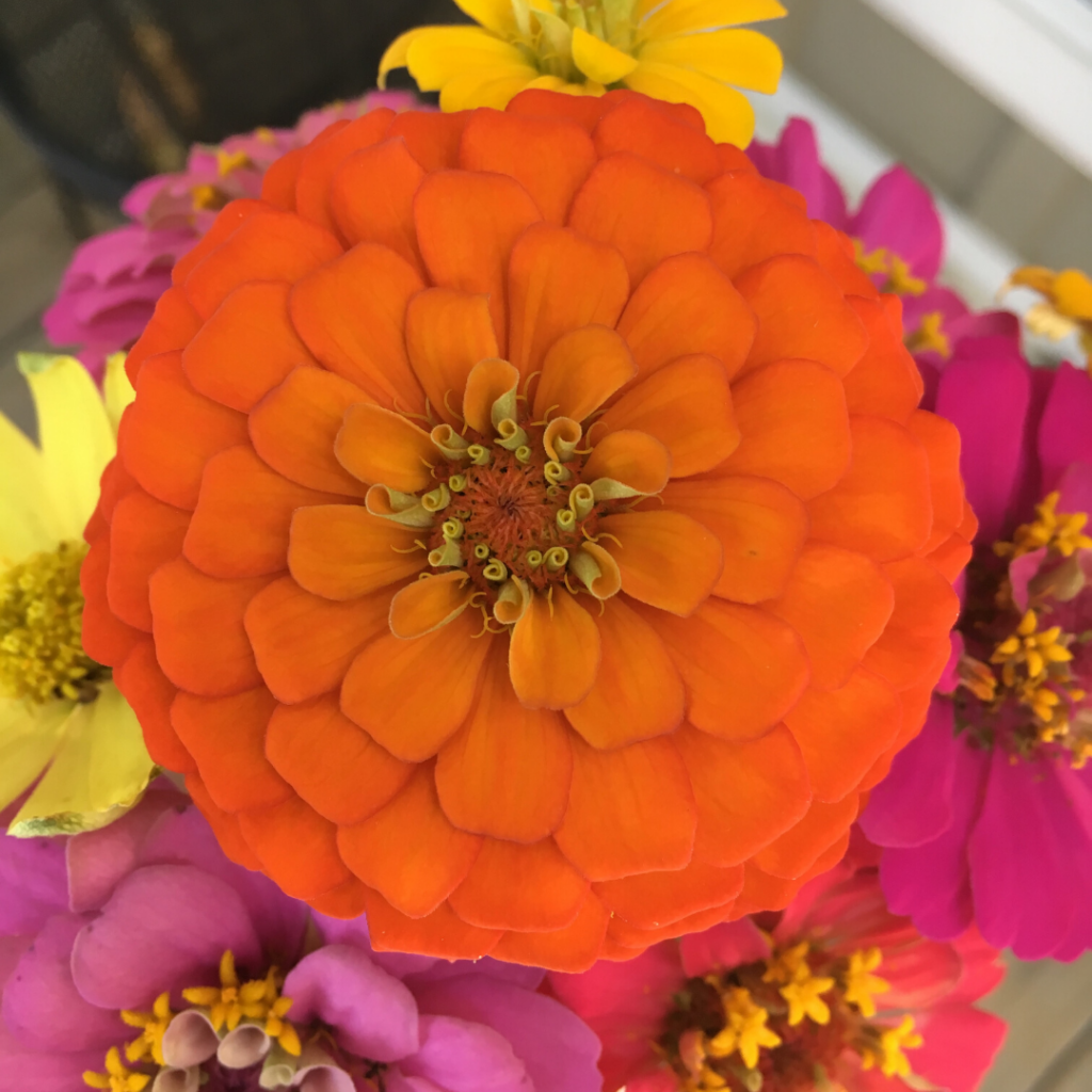 orange zinnia and other flowers in bouquet