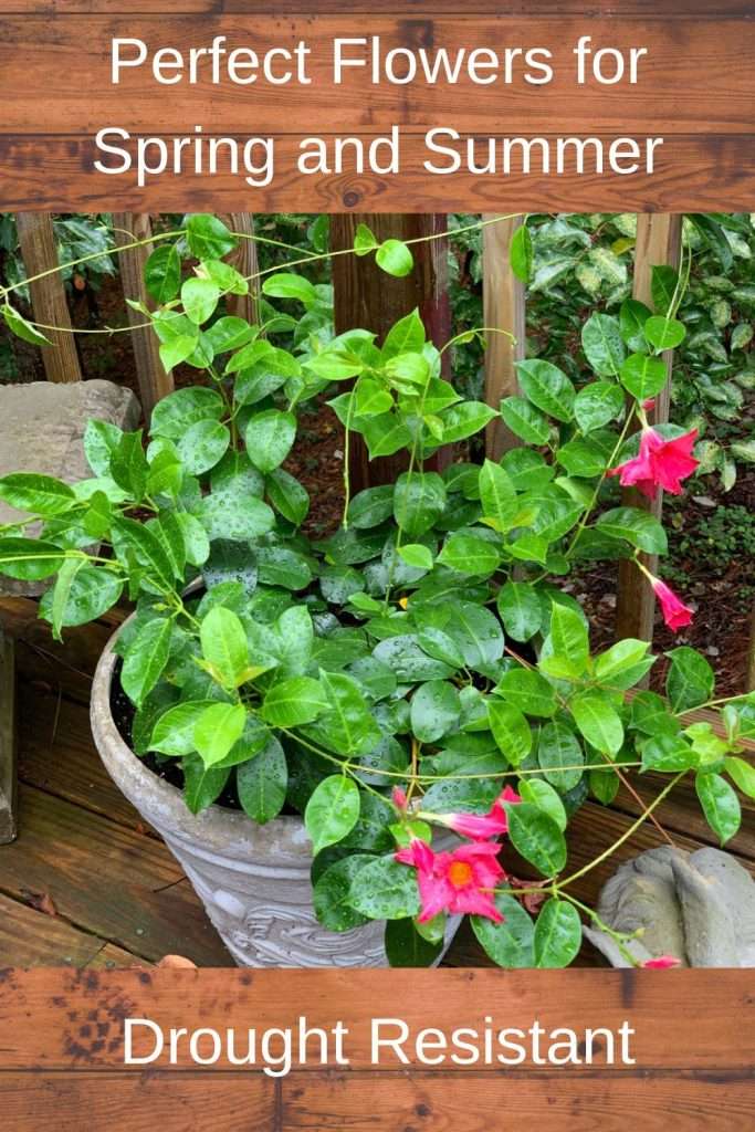 Pinterest pin flowers for summer
