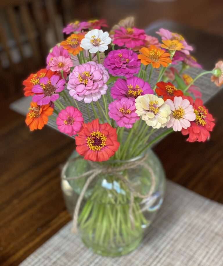 vase of zinnias